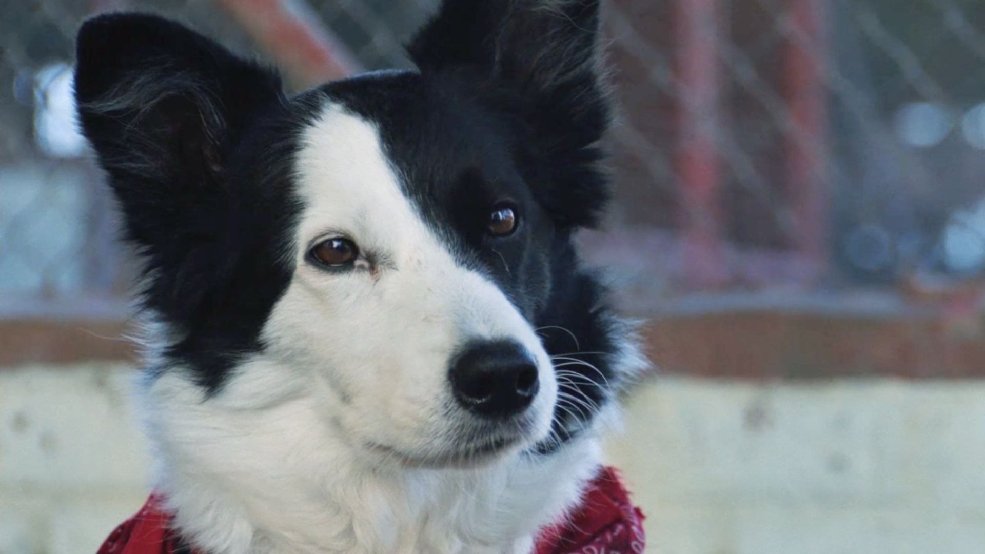 comandante carton atletico madrid cani spot adozioni natale