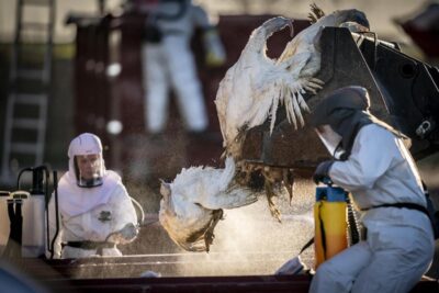 influenza aviaria primo caso grave