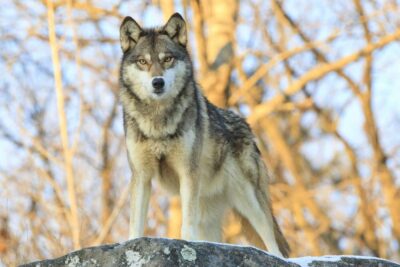 lupo specie protetta decisione consiglio europa