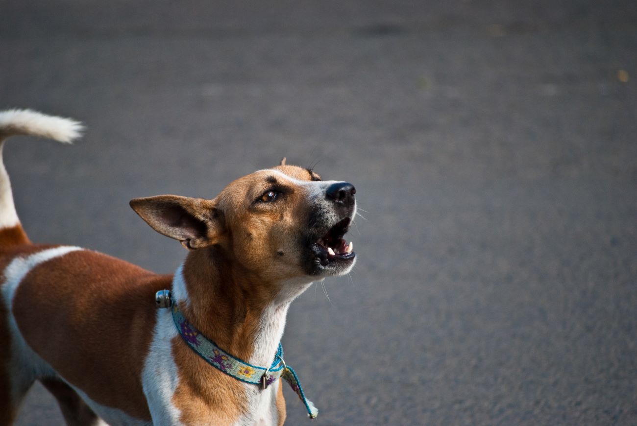 uomo accoltella vicina cane abbaia