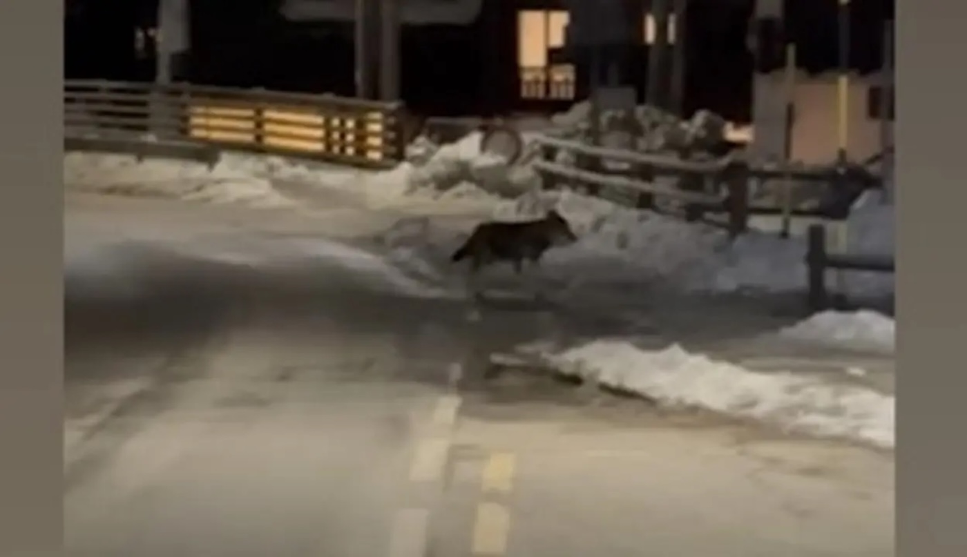 Valle d’Aosta, avvistato un branco di lupi vicino a Courmayeur – Il video