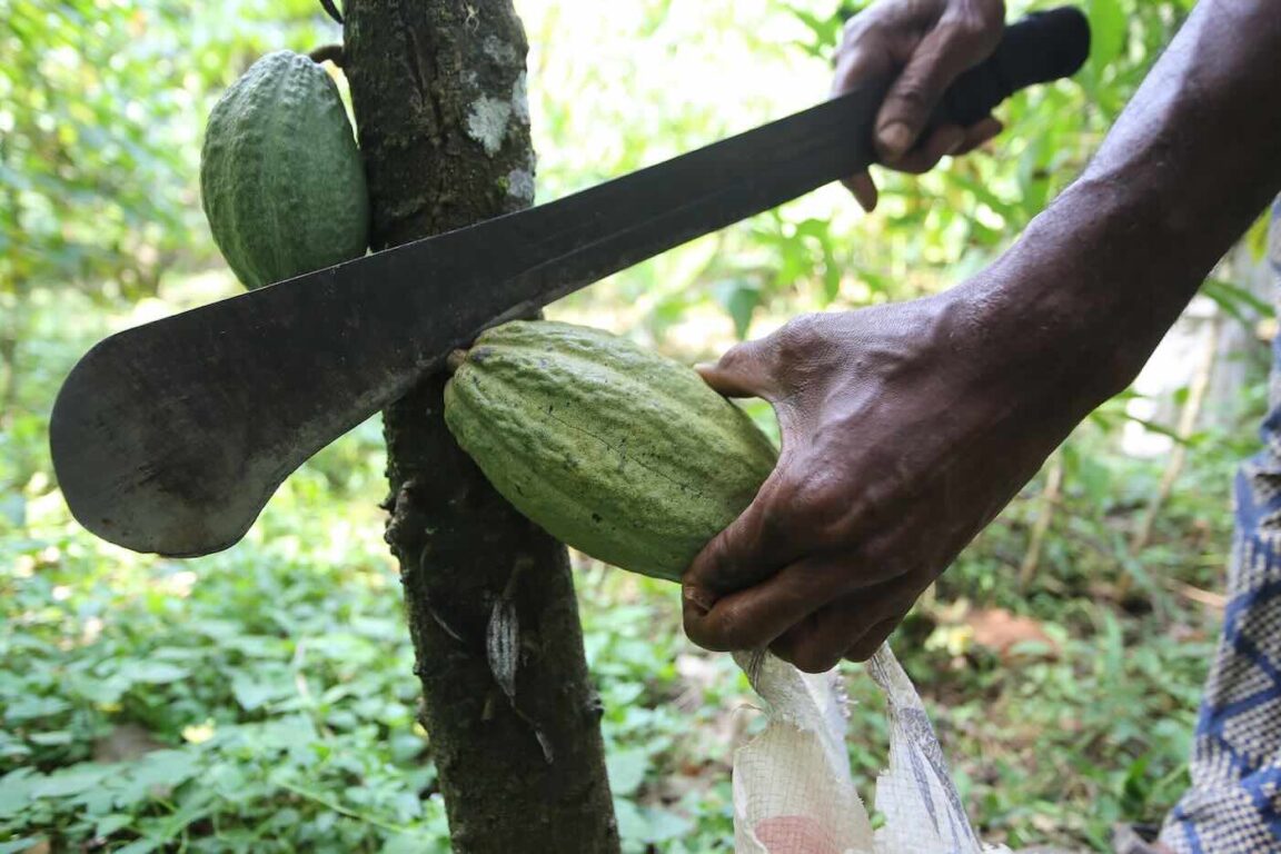 cacao prezzo clima