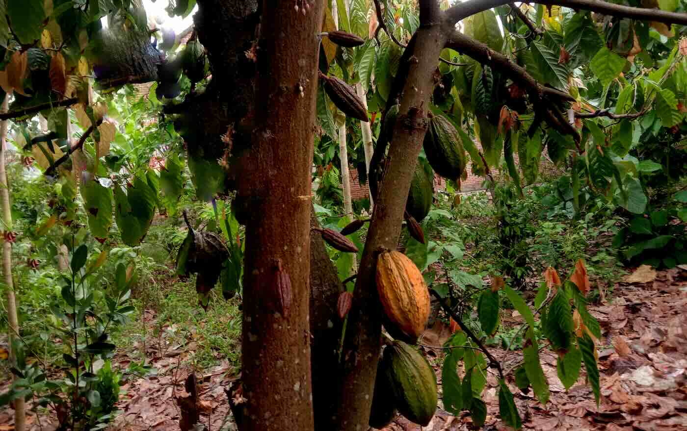 I cambiamenti climatici fanno schizzare alle stelle il prezzo del cacao: +400% nel giro di pochi anni