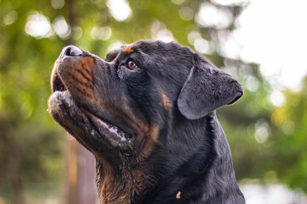 rottweiler-cane-fuoco