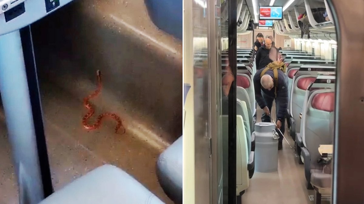 Serpente semina il caos sul Frecciarossa: passeggeri in fuga, il treno riparte vuoto per Milano – Il video