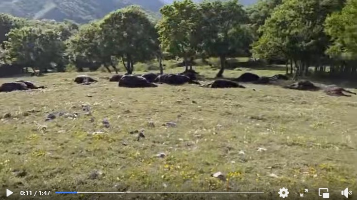 La tempesta di fulmini che ha ucciso 33 cavalli nel frusinate – Il video La tempesta di fulmini che ha ucciso 33 cavalli nel frusinate – Il video