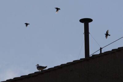 conclave-fumata-ritardo-motivi