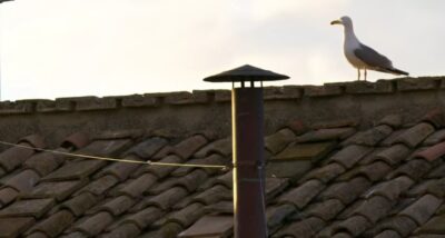 conclave gabbiano