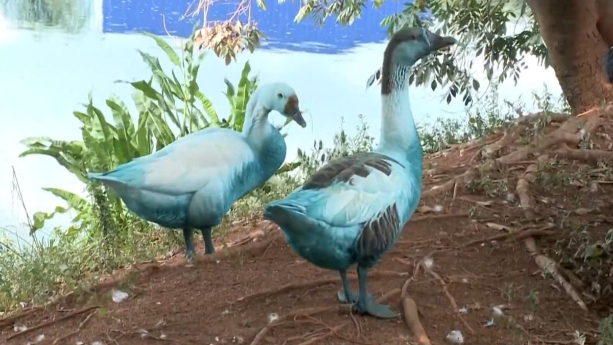 https://static.open.online/wp-content/uploads/2025/05/fiume-blu-brasile-colorante-animali.jpg