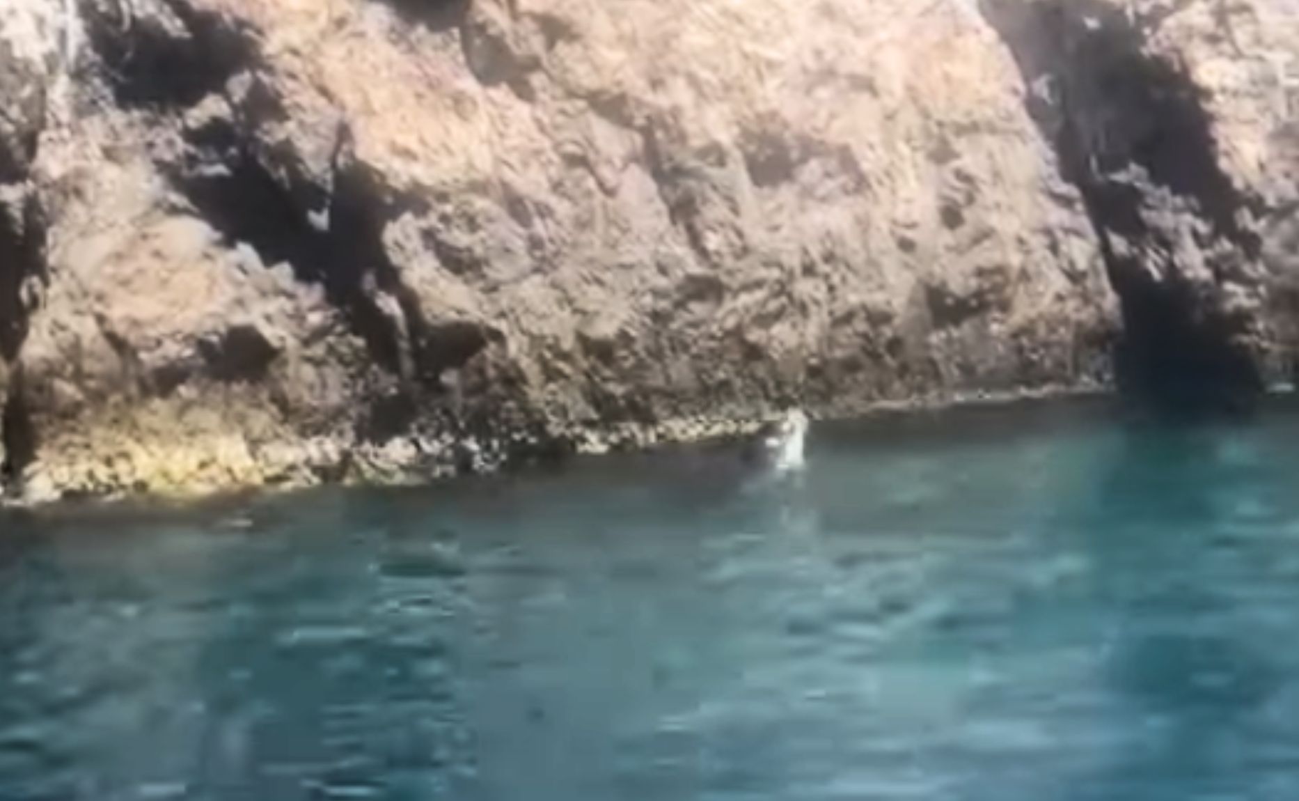 Capri, avvistata rara foca monaca: «Specie in via di estinzione, restano mille esemplari» – Il video