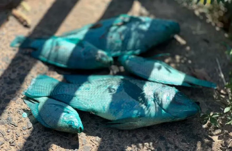 Animali blu brasile incidente chimico