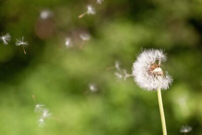 record polline allergie e raffreddore