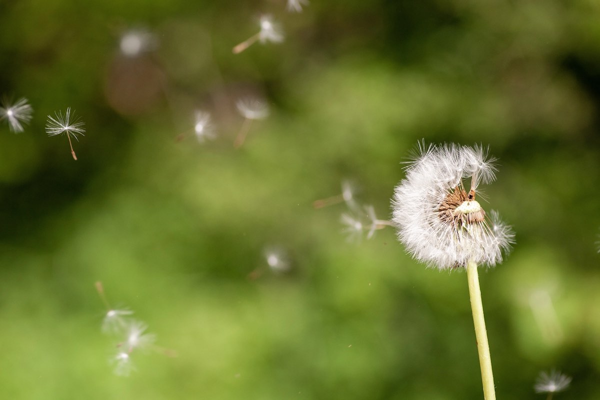 record polline allergie e raffreddore