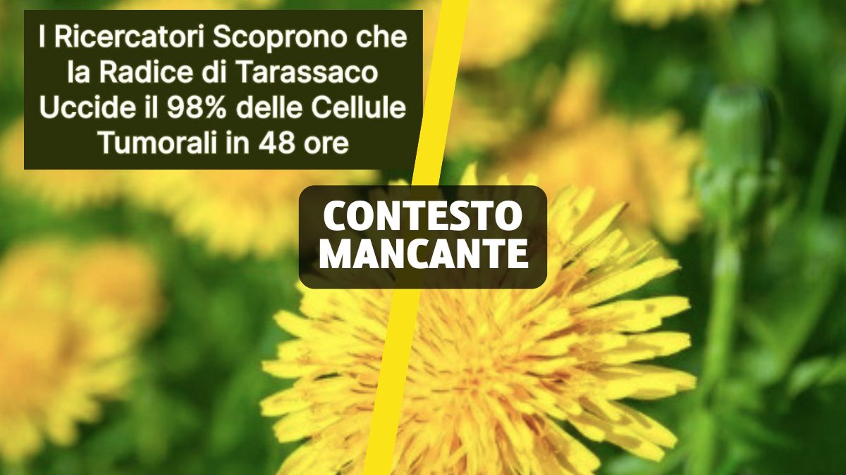La radice di Tarassaco uccide le cellule tumorali in 48 ore? Non è dimostrato nell’uomo La radice di Tarassaco uccide le cellule tumorali in 48 ore? Non è dimostrato nell’uomo