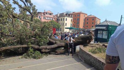 Albero caduto Venezia