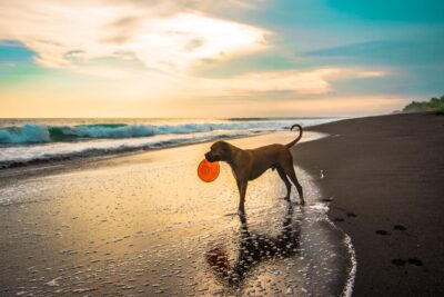 cane lite spiaggia