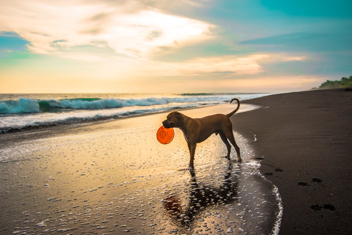 cane lite spiaggia