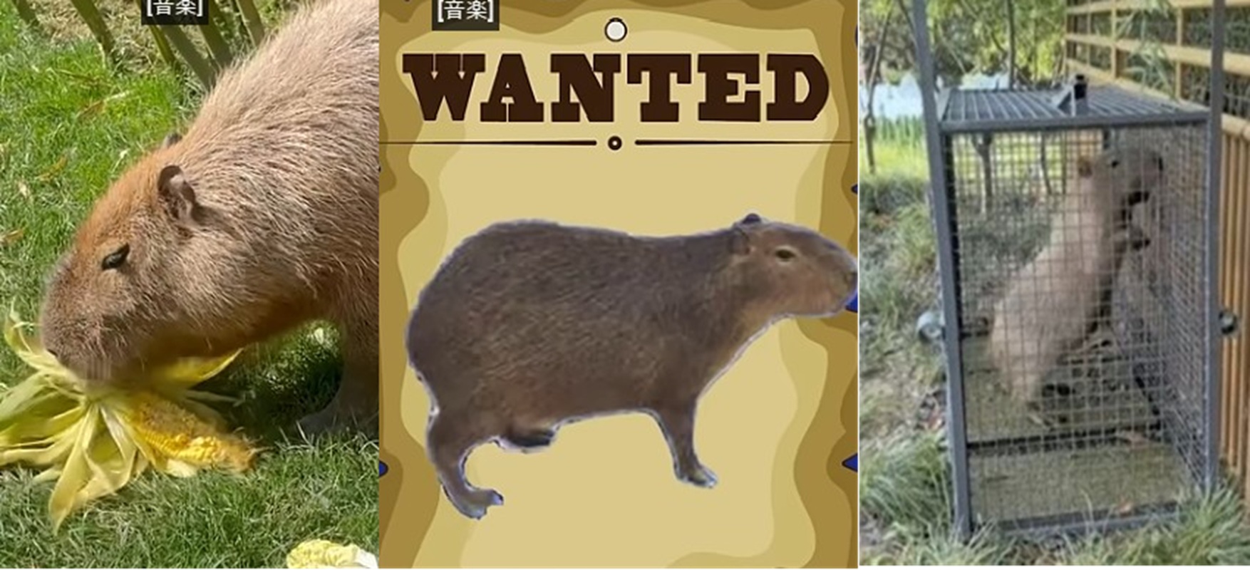 doubao capibara fuga zoo cina 2