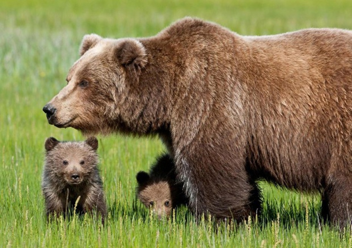 orsa tre cuccioli gara cinofila