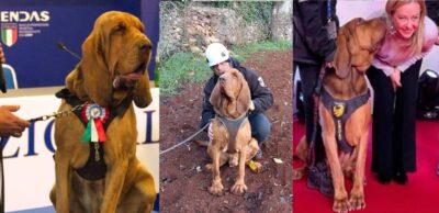 cane bruno wurstel chiodi addestratore