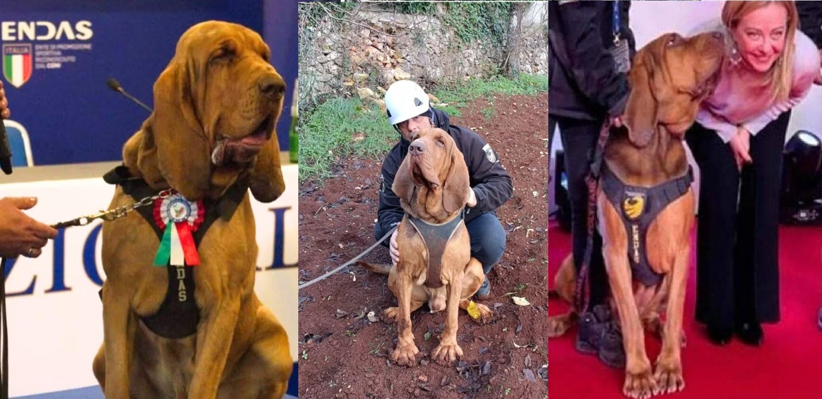 cane bruno wurstel chiodi addestratore