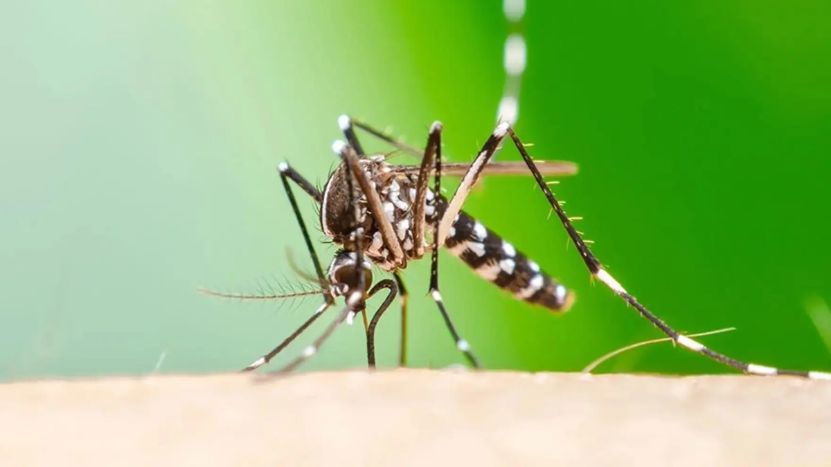 https://static.open.online/wp-content/uploads/2025/07/chikungunya-virus-francia-italia-cosa-e-quali-sintomi.jpg