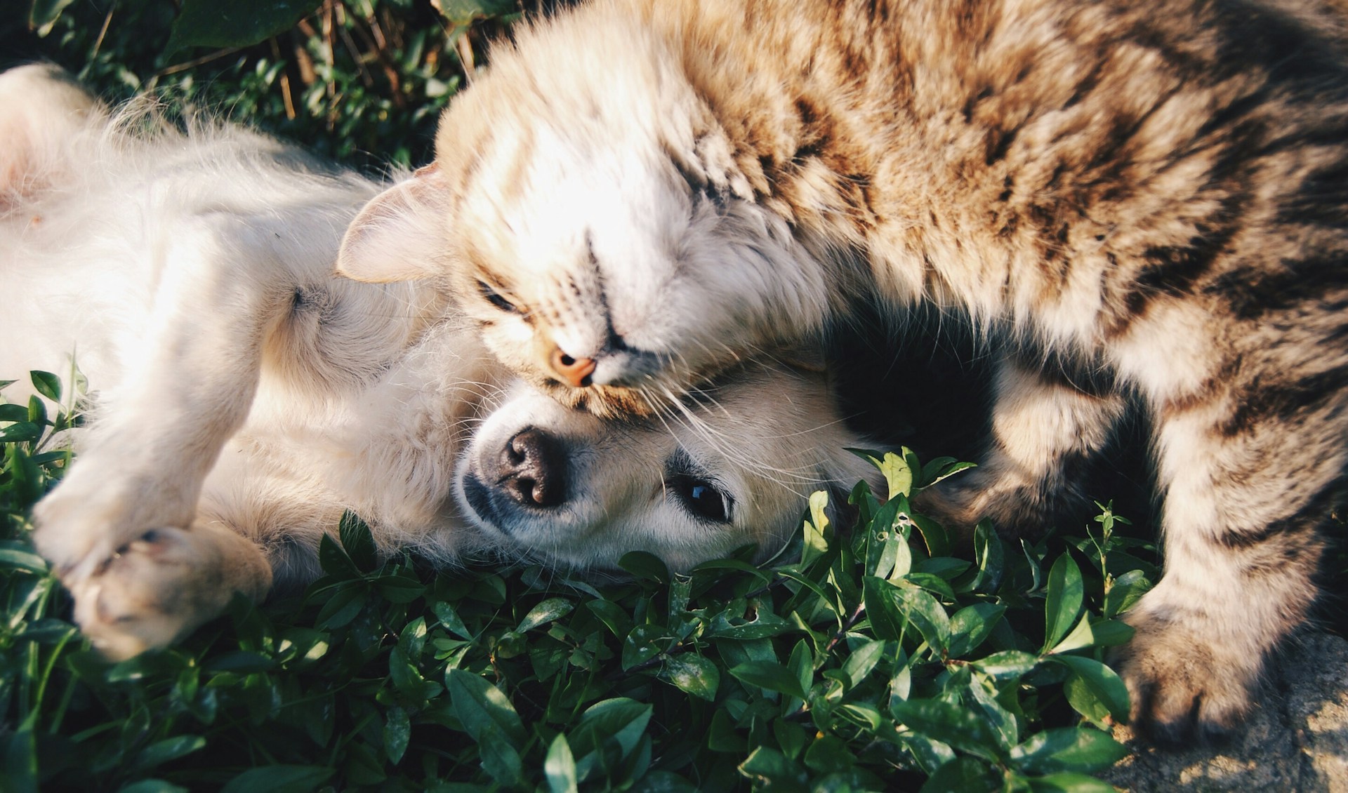 https://static.open.online/wp-content/uploads/2025/07/krista-mangulsone-9gz3wfHr65U-unsplash.jpg