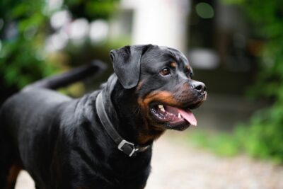 lavinio bambini azzannati cane