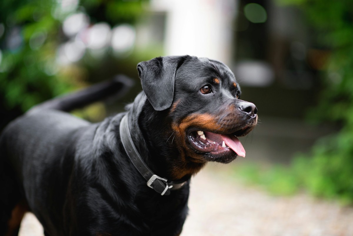 lavinio bambini azzannati cane