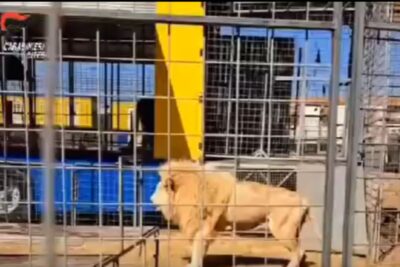 leoni e tigri sequestrati