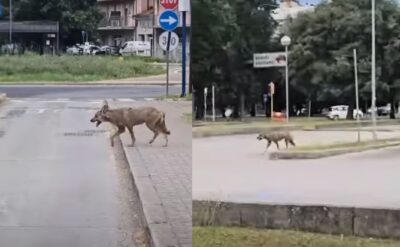 lupo ravenna