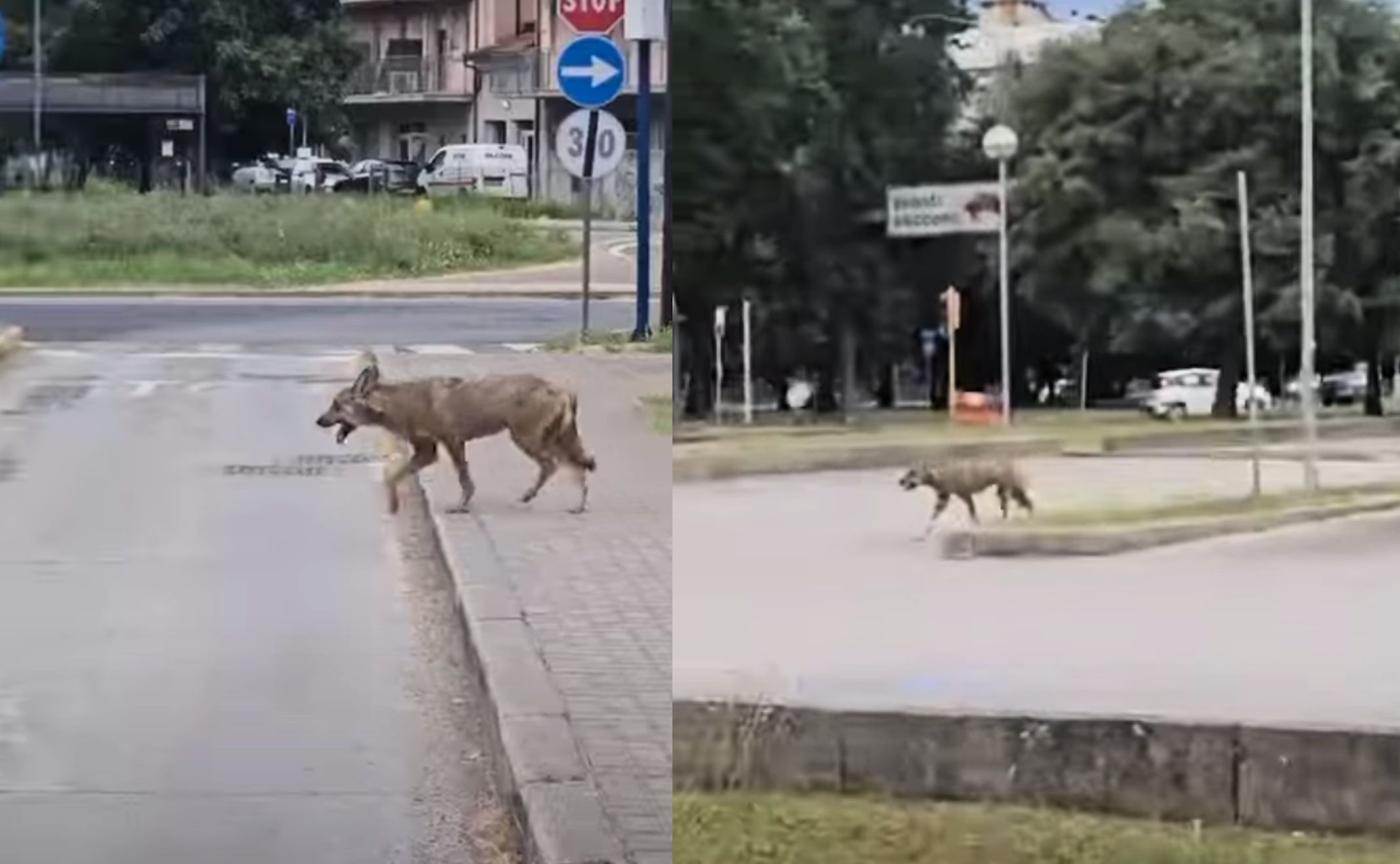 https://static.open.online/wp-content/uploads/2025/07/lupo-ravenna.jpg