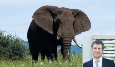 muore attaccato da elefante
