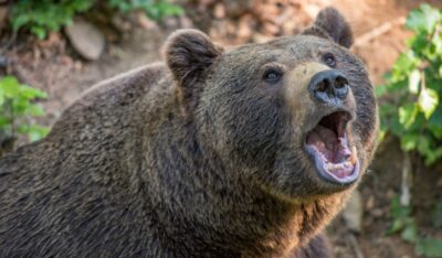 orso motociclista romania