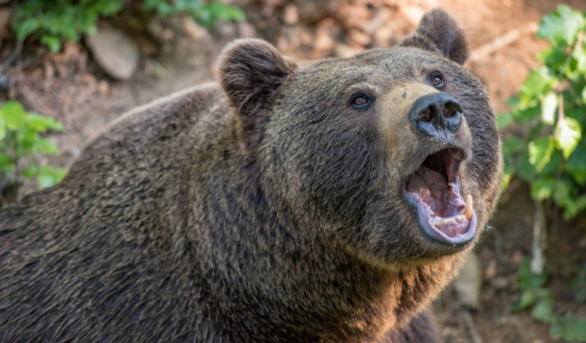 orso motociclista romania