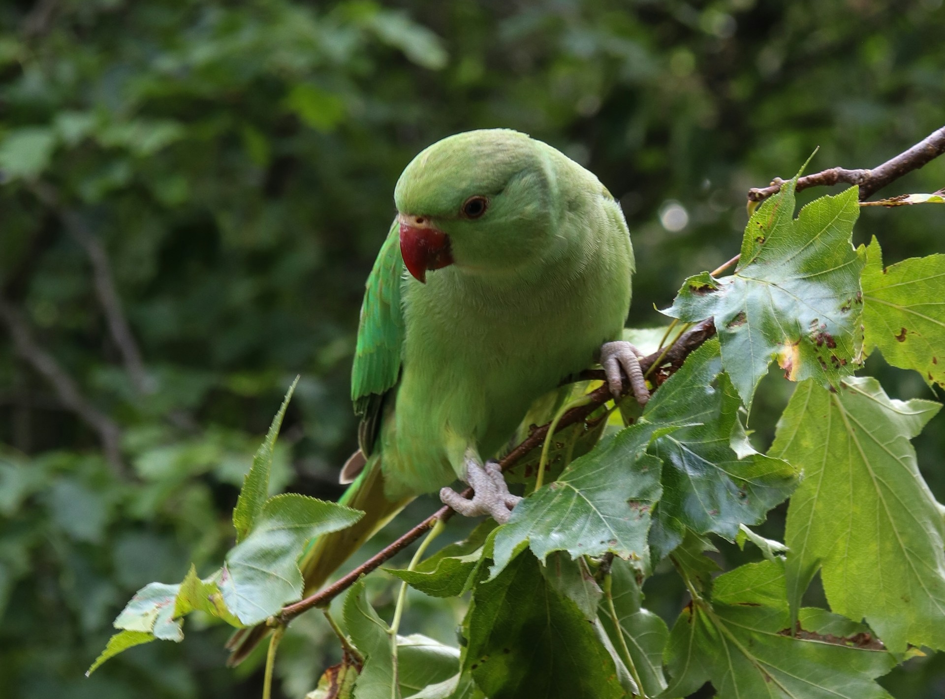 pappagallo verde caccia