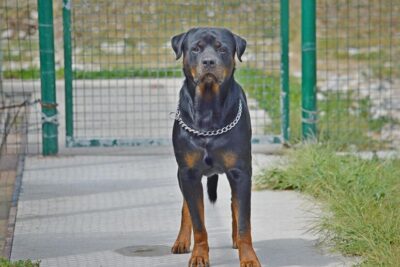rottweiler bambini aggrediti anzio