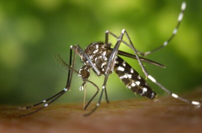 west nile campania lazio contagiati