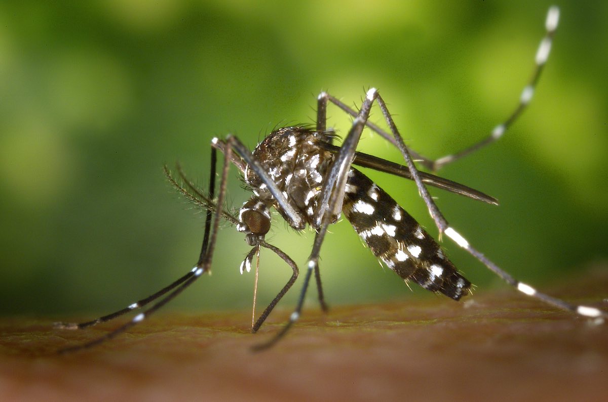 west nile campania lazio contagiati