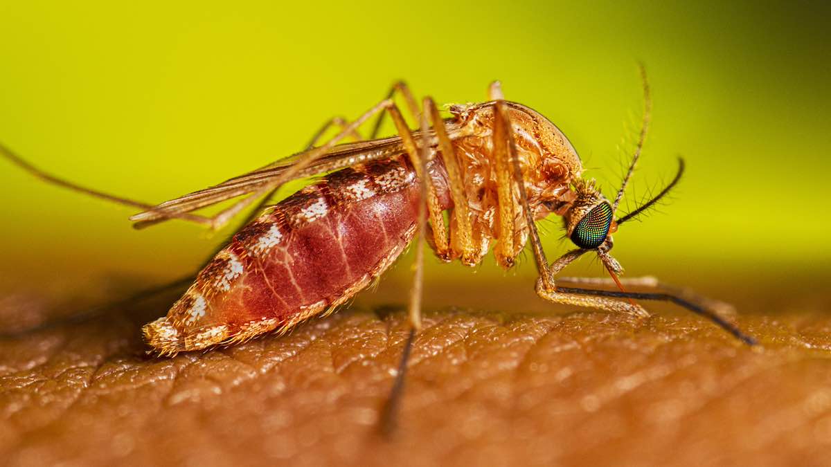 https://static.open.online/wp-content/uploads/2025/07/west-nile-vittime-campania.jpg