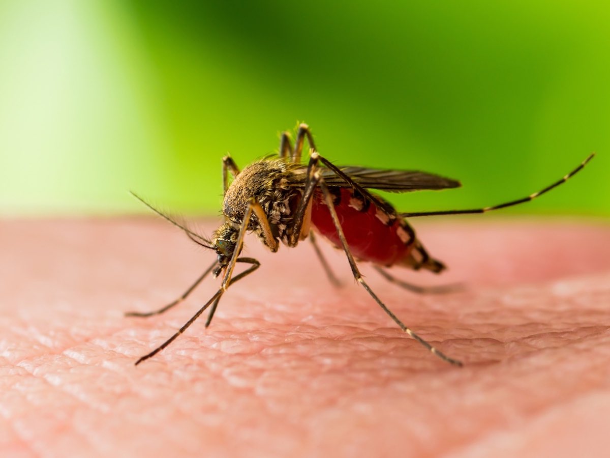 https://static.open.online/wp-content/uploads/2025/07/west-nile-zanzara-trasmissione.jpg