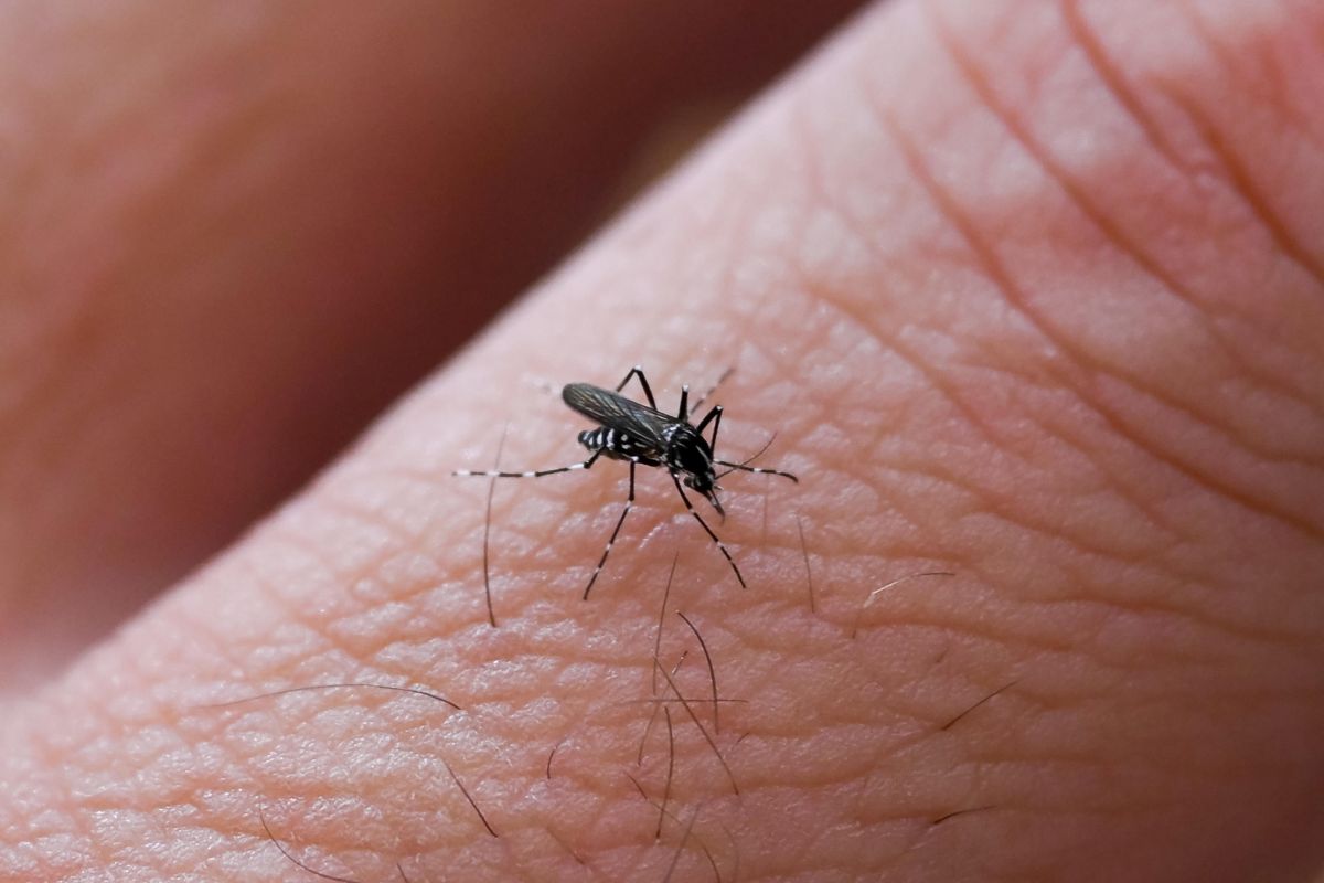 znzara west nile