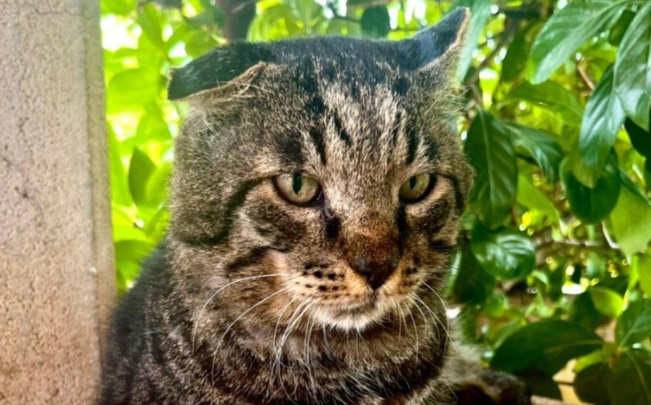 boris gatto contro lupo