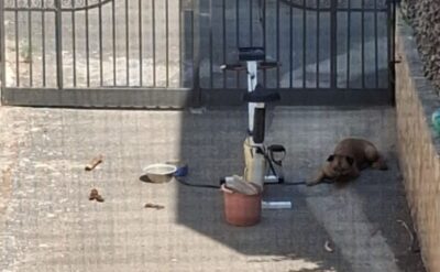 cane abbandonato napoli