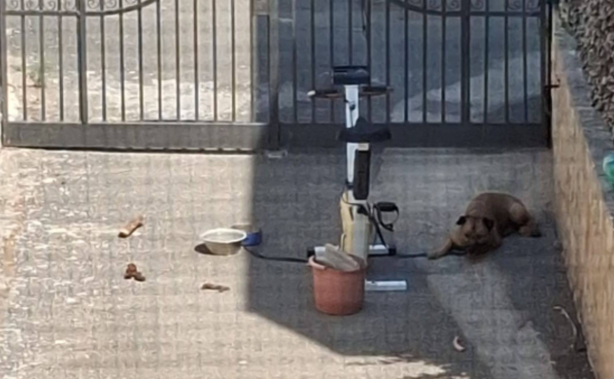 cane abbandonato napoli