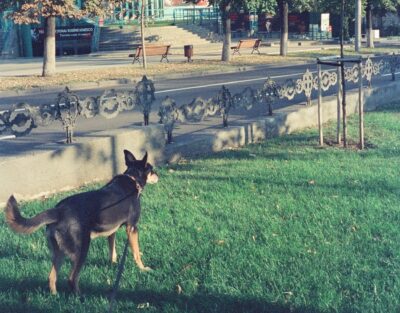 Cane al parco