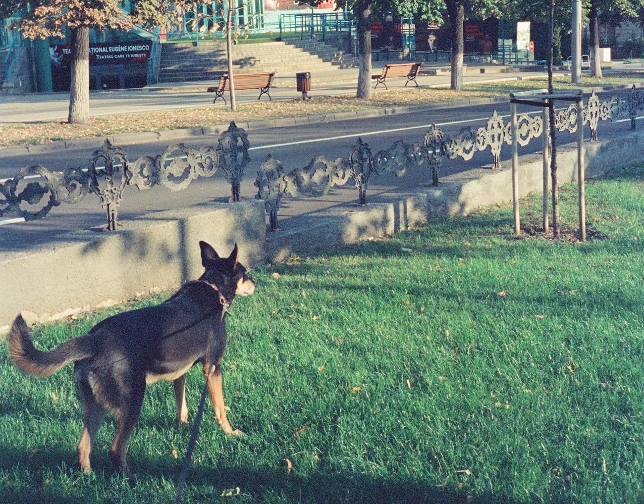 Cane al parco