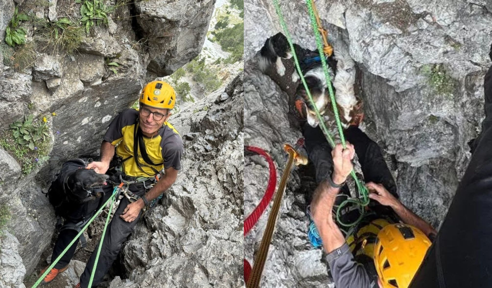 https://static.open.online/wp-content/uploads/2025/08/cani-bardonecchia.jpg