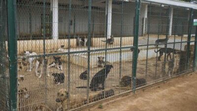 cani randagi uccisi marocco
