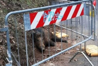 cinghiale distrugge auto paga regione cassazione 1